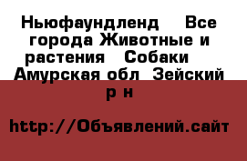 Ньюфаундленд  - Все города Животные и растения » Собаки   . Амурская обл.,Зейский р-н